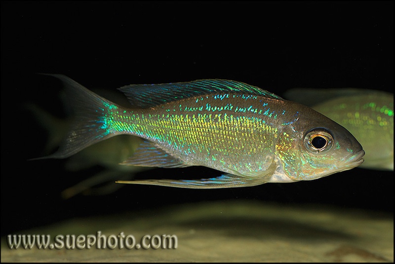 Cyathopharynx sp. 'neon streak' Chisanze